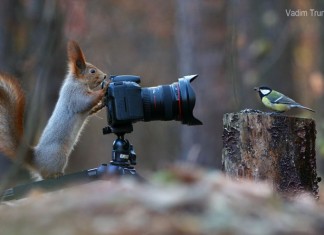 Οι Παιχνιδιάρικοι Σκίουροι από τον Vadim Trunov Οι Παιχνιδιάρικοι Σκίουροι από τον Vadim Trunov